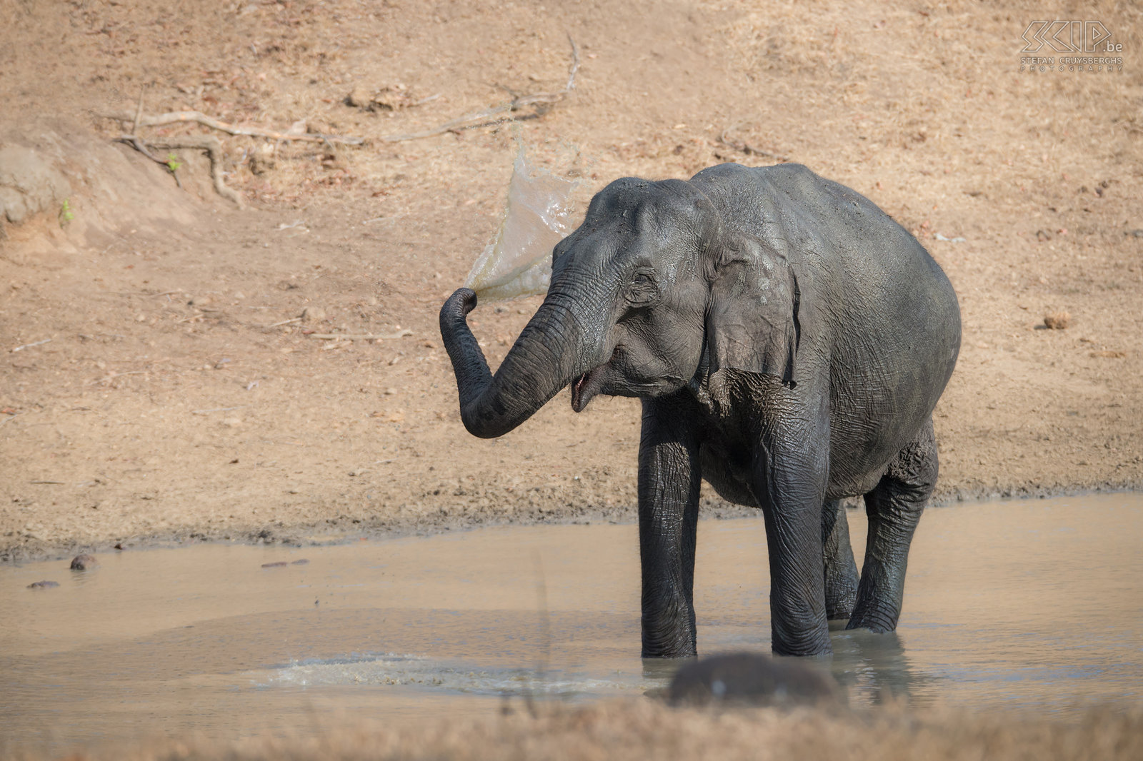 Kabini - Elephant Indian elephant in a pool in Kabini National Park in Karnataka. Stefan Cruysberghs